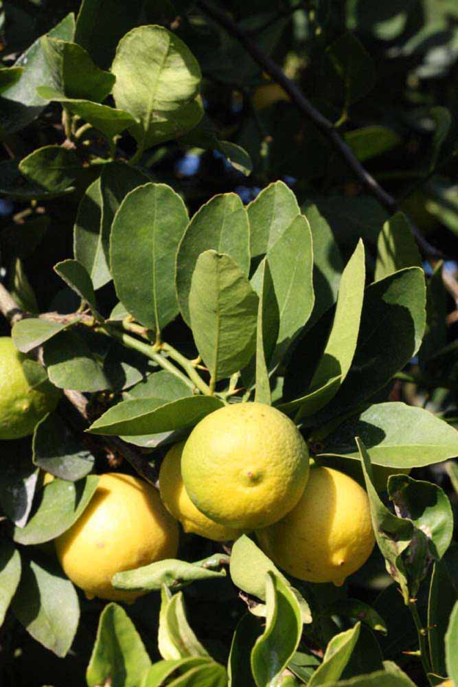            Sun leaves (Thornless Mexican lime, Riverside, CA)   